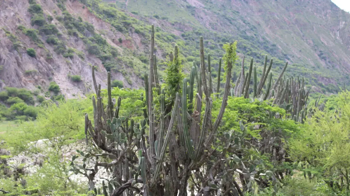 El Cactus: la planta espinosa que se convierte en alimento para bovinos, esta es la novedosa investigación de estudiantes de Zootecnia en Santander