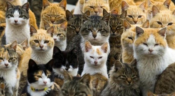 Der Ort, an dem mehr Katzen als Menschen leben.