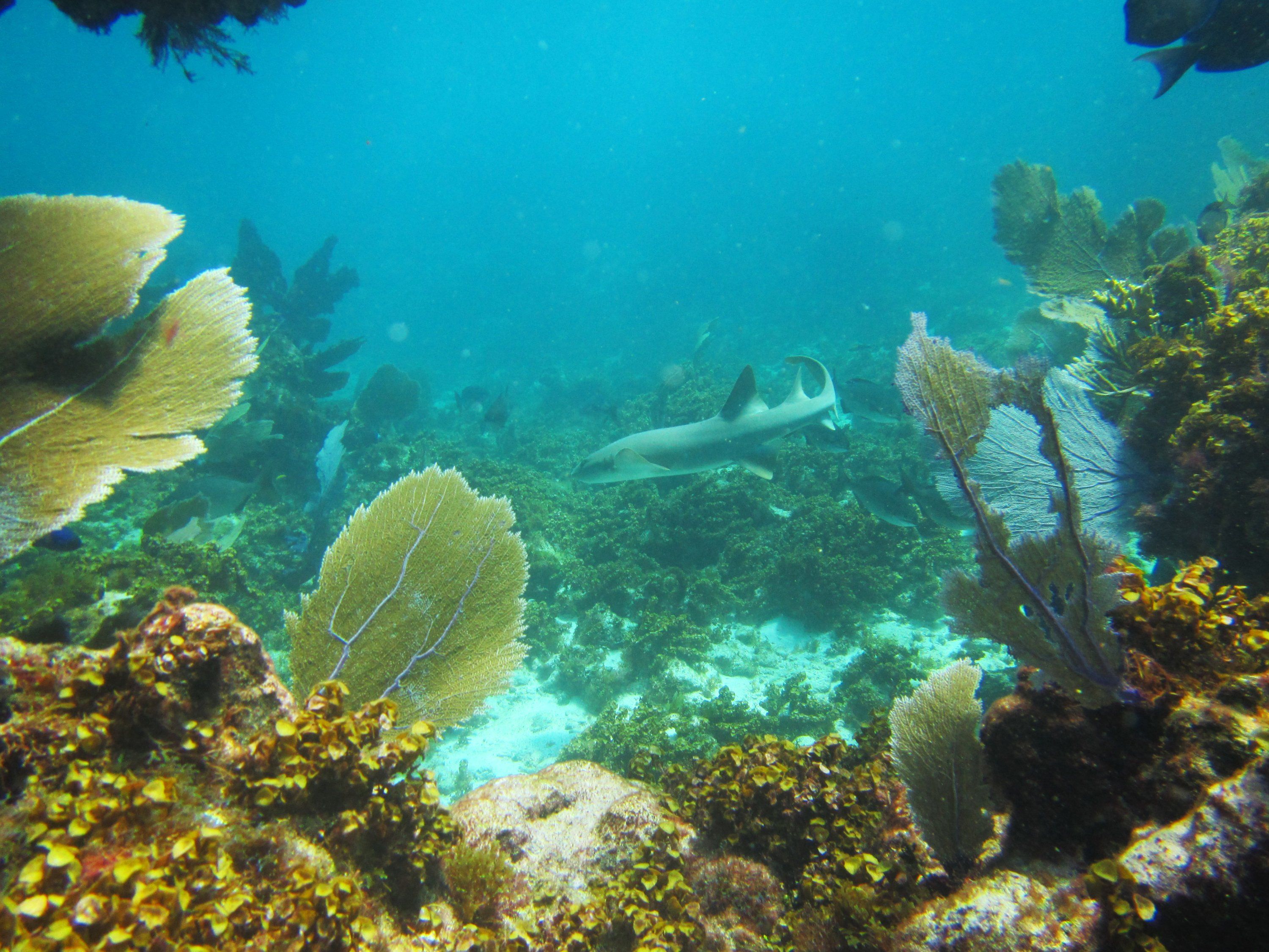 Las expediciones irán hasta el año 2030. El objetivo es monitorear el estado de salud de los arrecifes de coral en Colombia con el paso de los años.