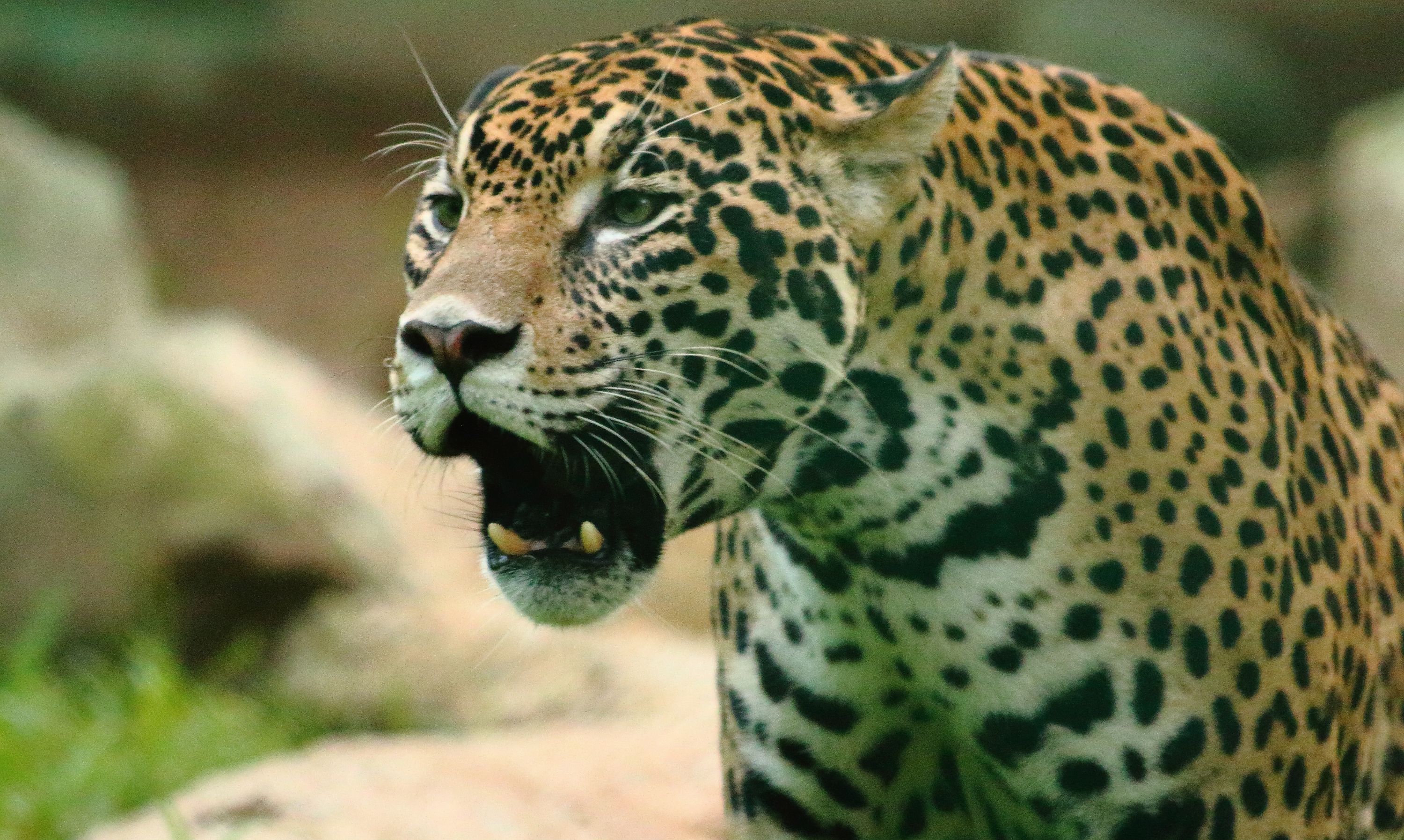 Solo 14 del área donde habita el jaguar en Colombia está protegida