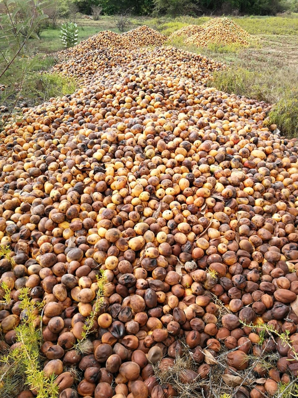 Se Pierden Toneladas De Cosecha De Mango En Magdalena