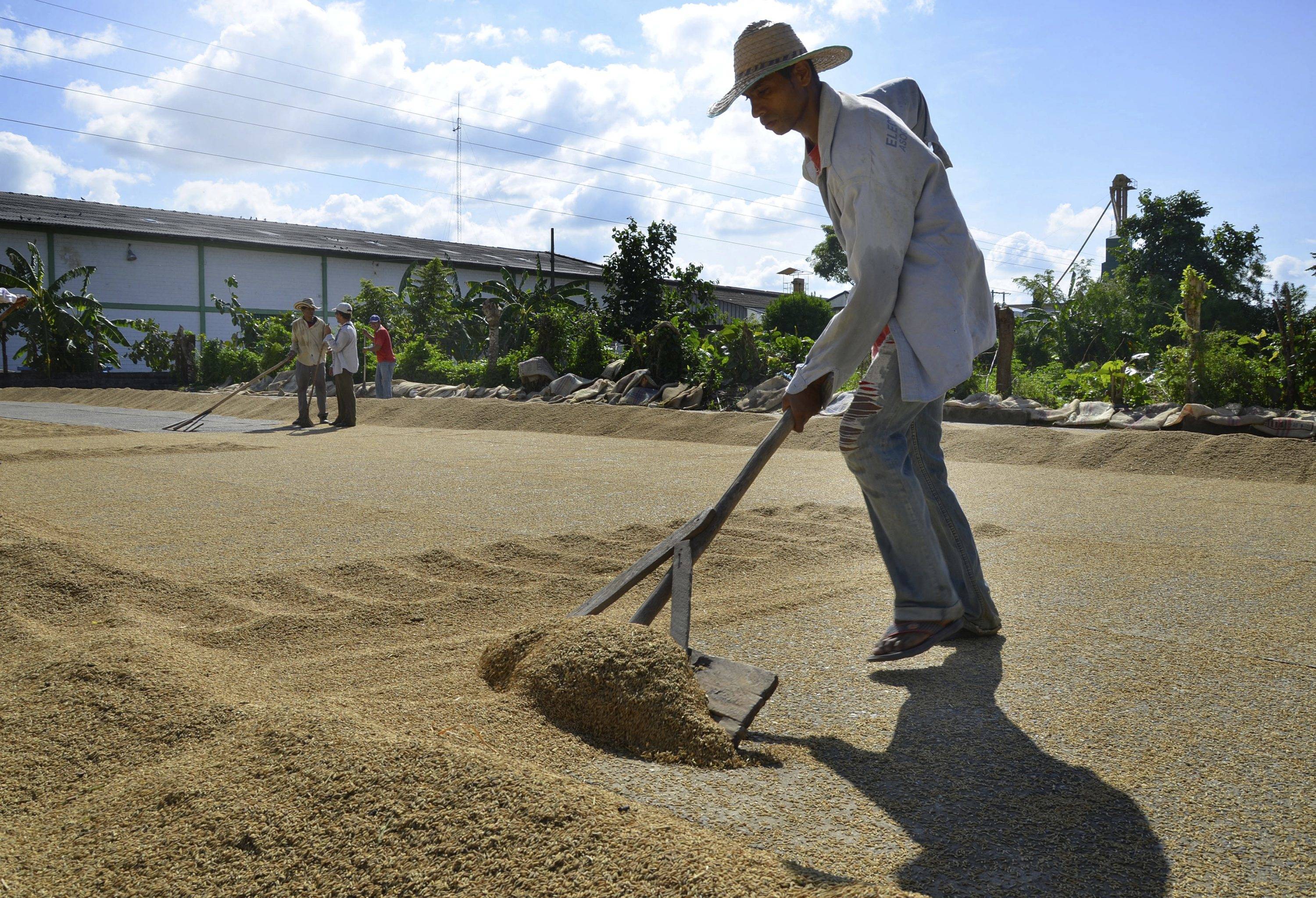 En el primer semestre cada zona productora no debe sobrepasar las siguientes hectáreas de siembra: Centro, 71.000. Llanos, 204.000. Bajo Cauca, 44.000. Costa Norte, 13.000. Y Santanderes, 20.000.