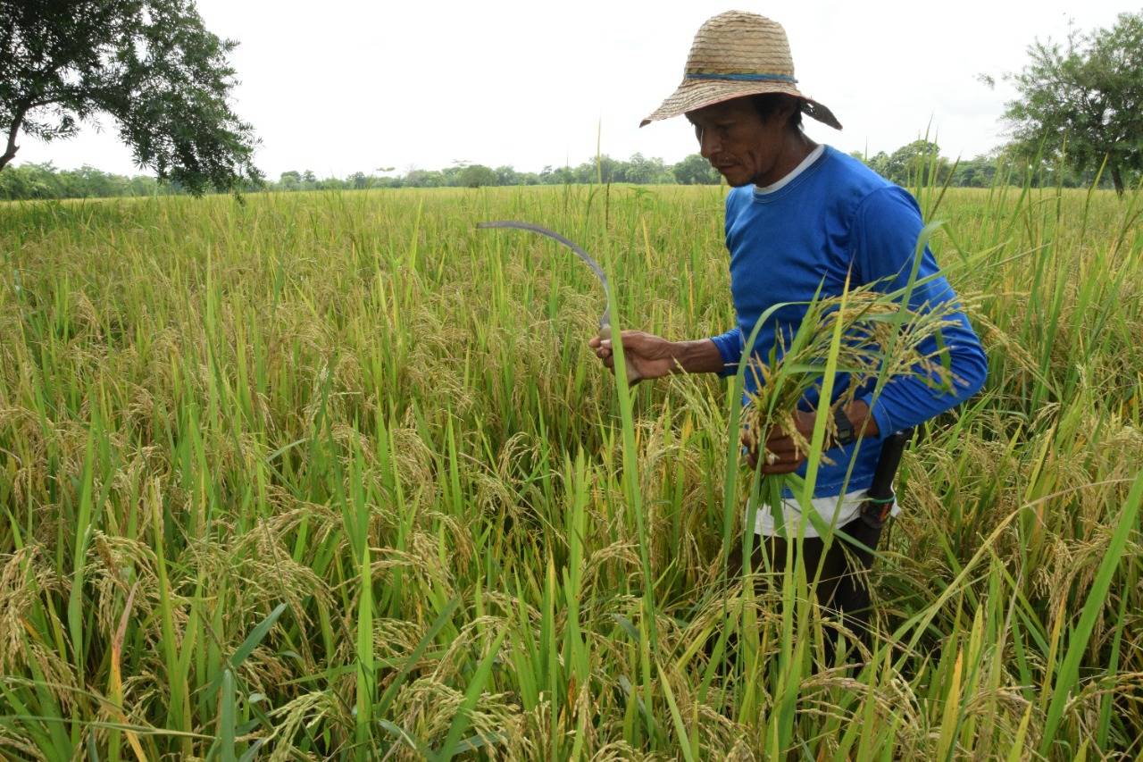 Los bajos precios en el mercado amenazan la producción de arroz en Sucre.