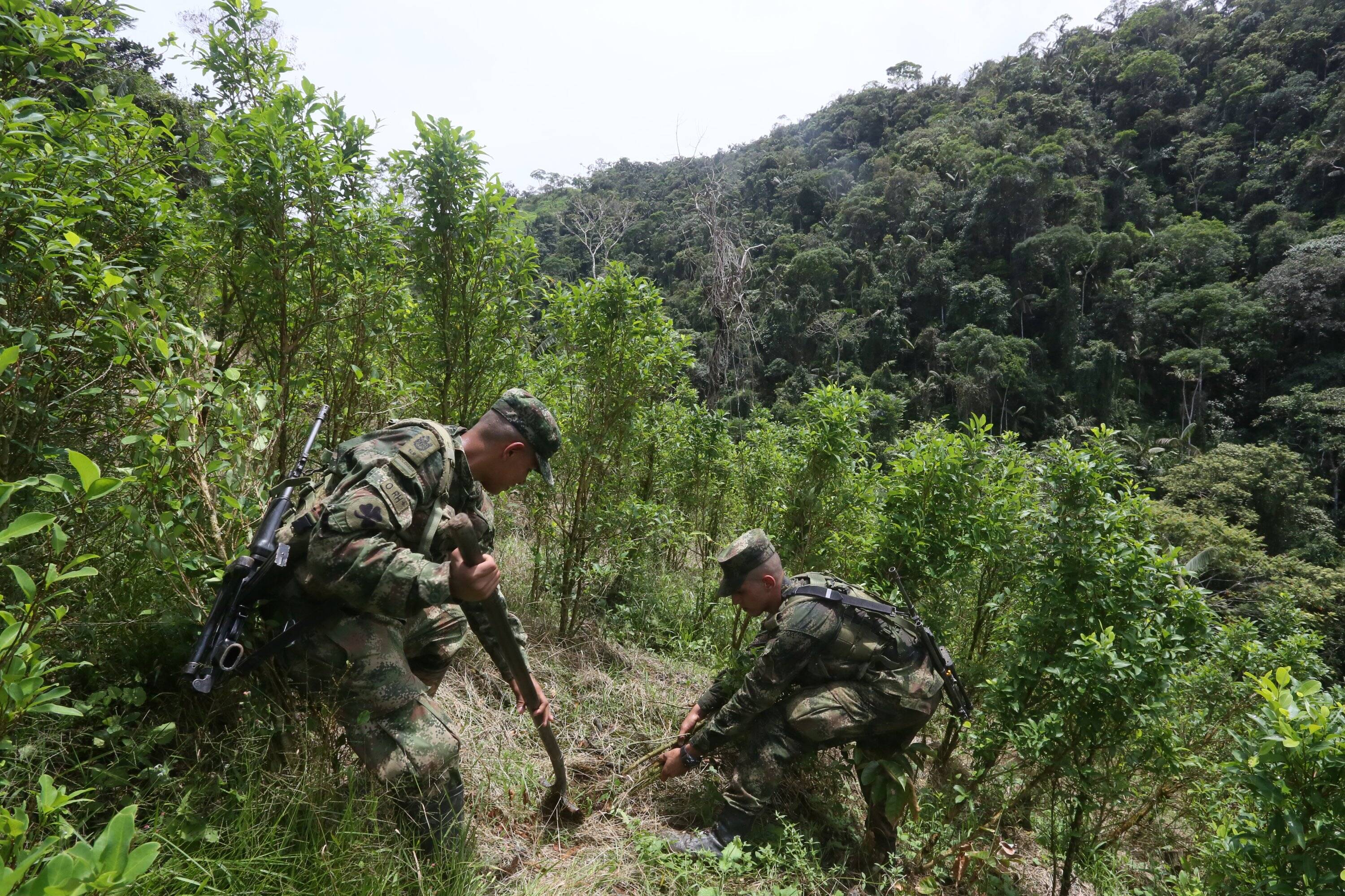 La mayor cantidad de cultivos de coca se concentra en el 95 por ciento de las 170 zonas más afectadas por el conflicto armado.