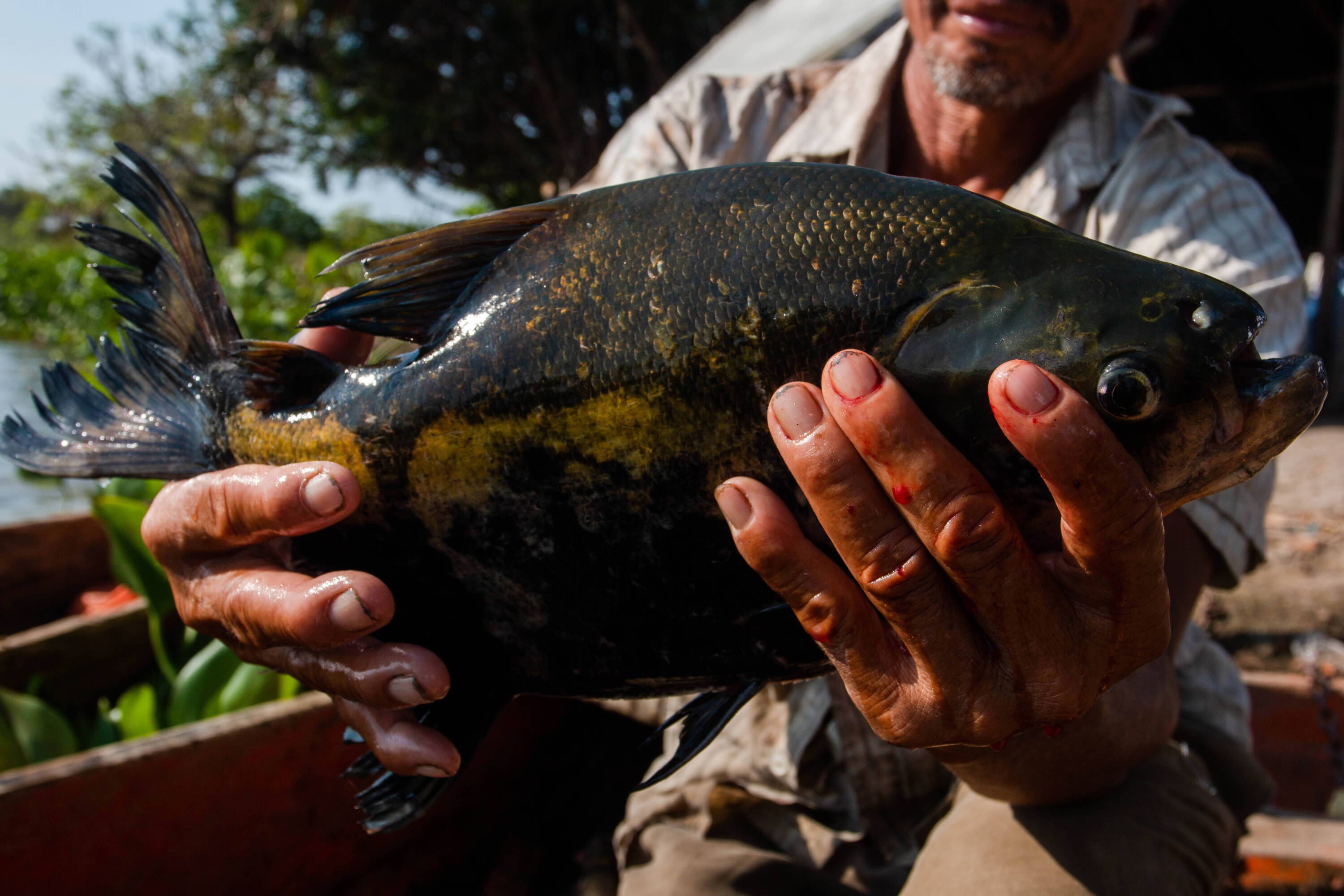 Siembra de Peces