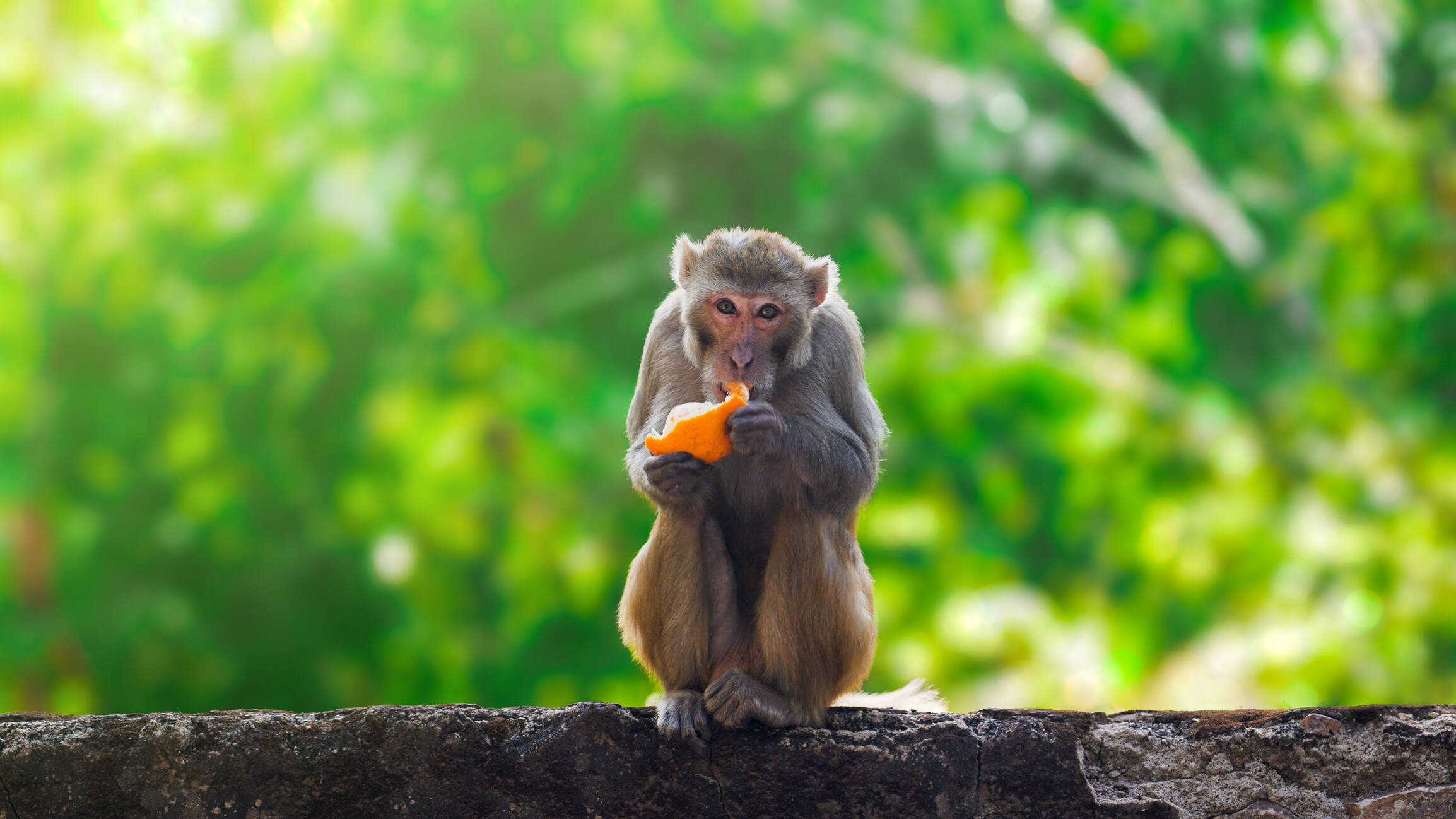 Mono Macaco.