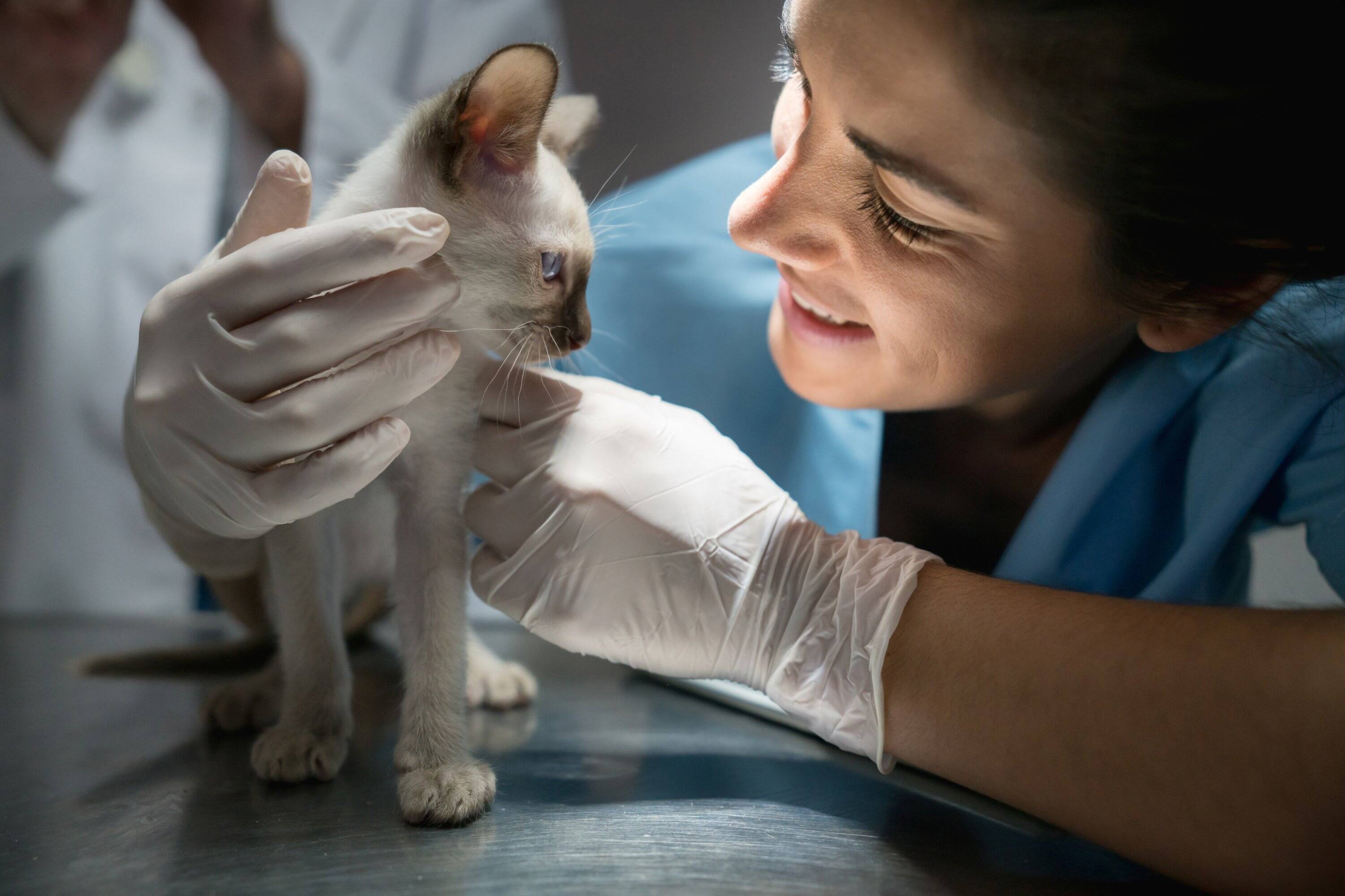 Empathy and respect for animals and their guardians should also be taken into account when choosing a veterinarian.