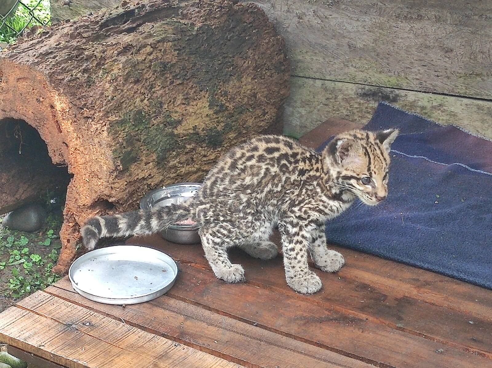 El ocelote, con 3 meses de nacido, fue entregado voluntariamente a funcionarios de Cormacarena.