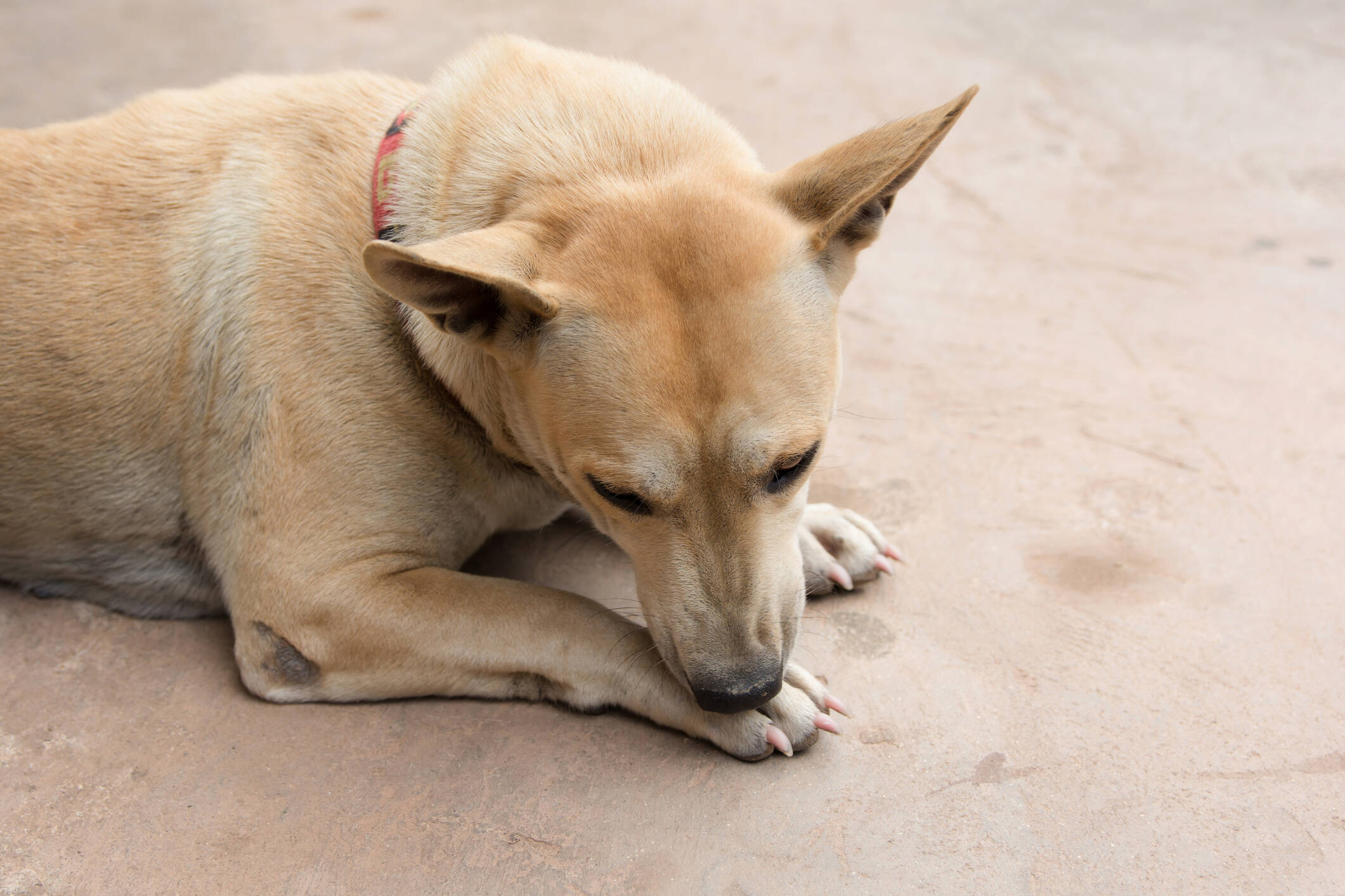 Perros ¿por qué se lamen tanto las patas?