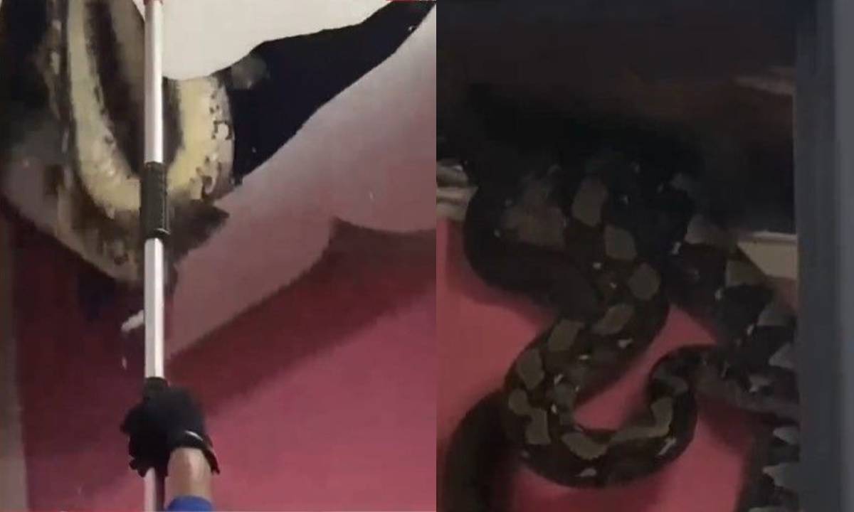 Pitones gigantes atraviesan techo mientras se aparean en casa de Malasia