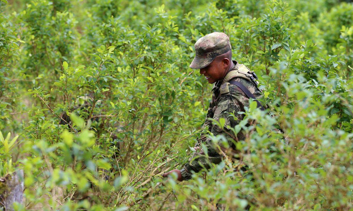 Las cifras del Ministerio de Defensa muestran que en enero no se destruyó ni una hectárea de la hoja.