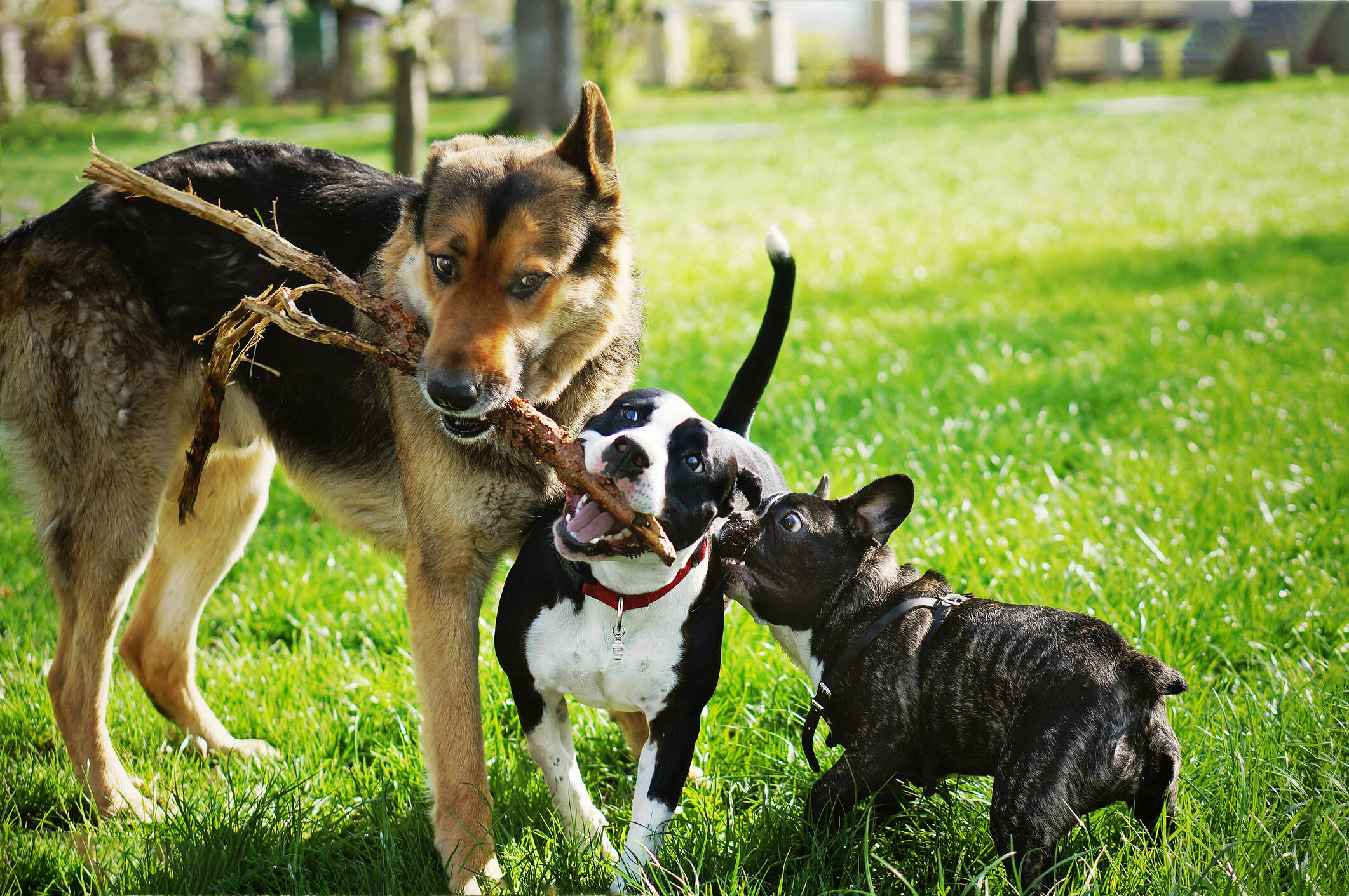 Spaziergänge sind für sie die perfekte Gelegenheit, mit anderen Hunden zu interagieren.