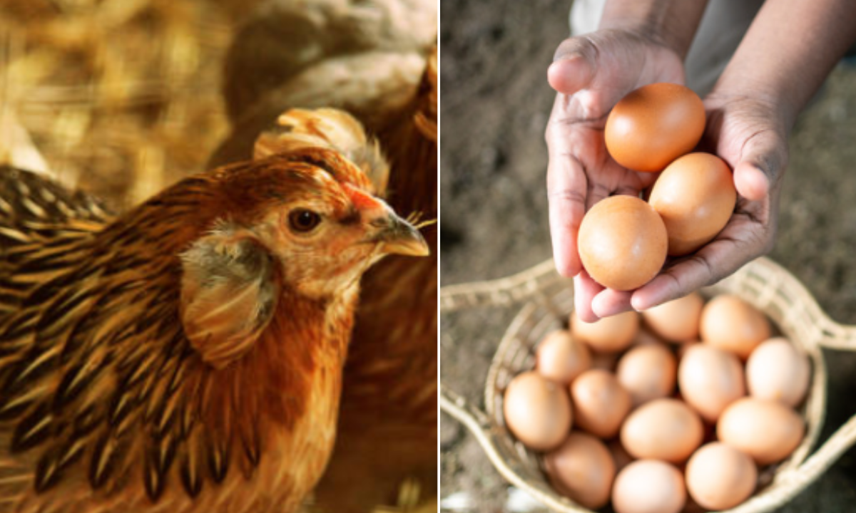 ¿qué Fue Primera El Huevo O La Gallina Esto Responde La Física