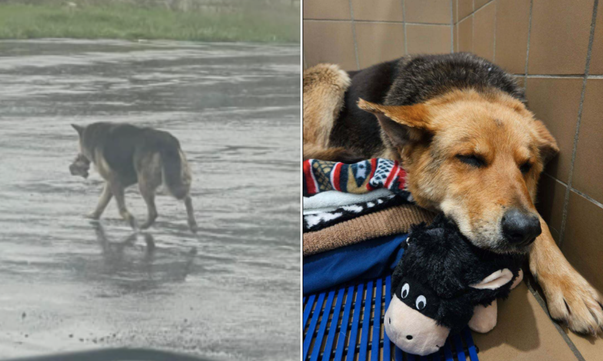 Nikki Vivía de la GEROSIDAD DE LOS VECINOS Y LAS SOBRAS QUE ENCONTRABA EN LA BASURA.