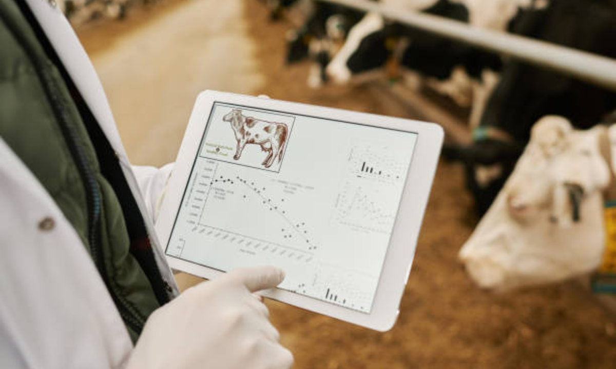 ¿Cómo se calcula la edad de las vacas en Colombia?