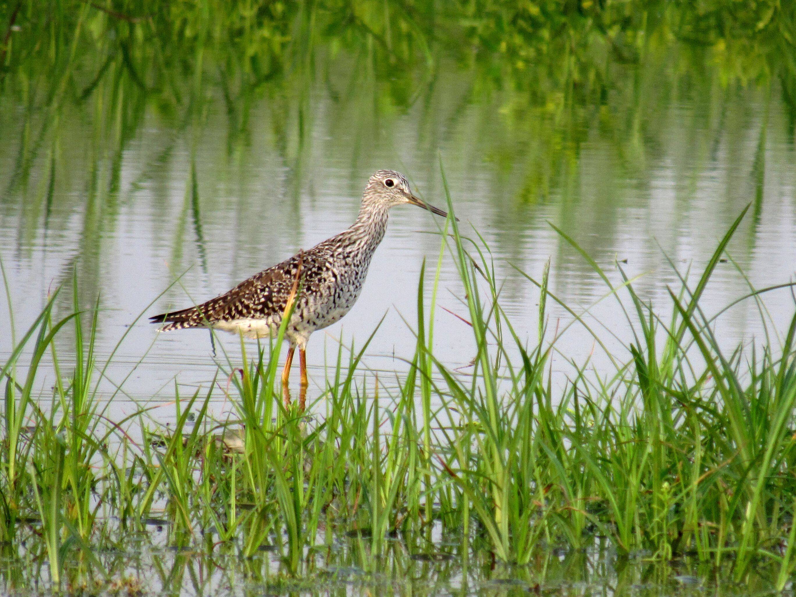 El playero mayor es una de las aves que se pueden ver en Bogotá por estas fechas.