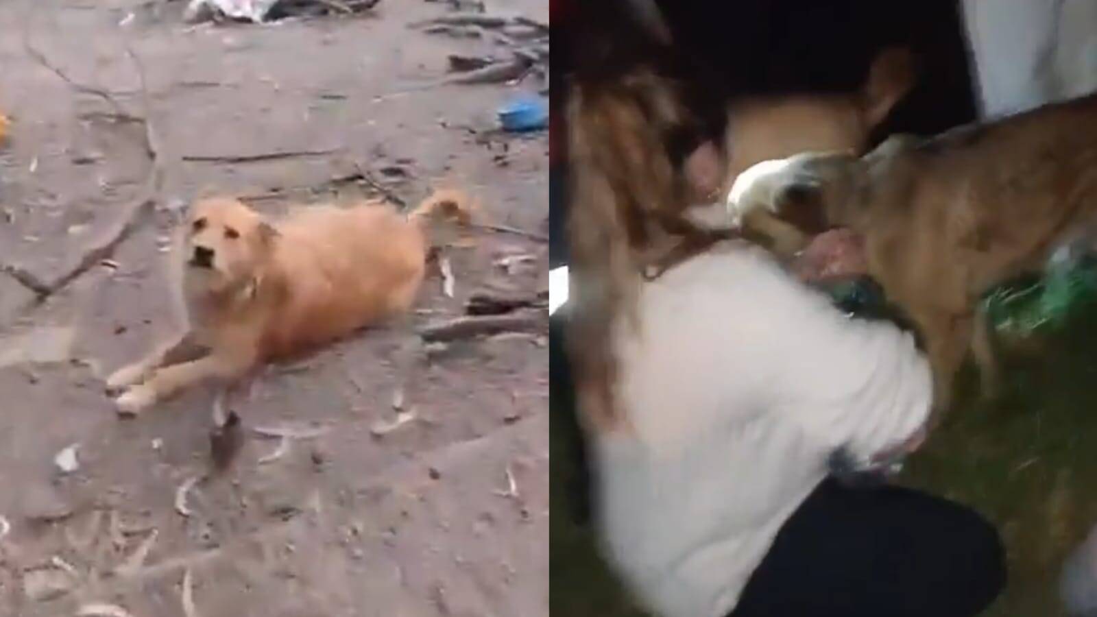 Perritos De Video Fueron Rescatados De Incendio En Bogotá: Así Puede ...