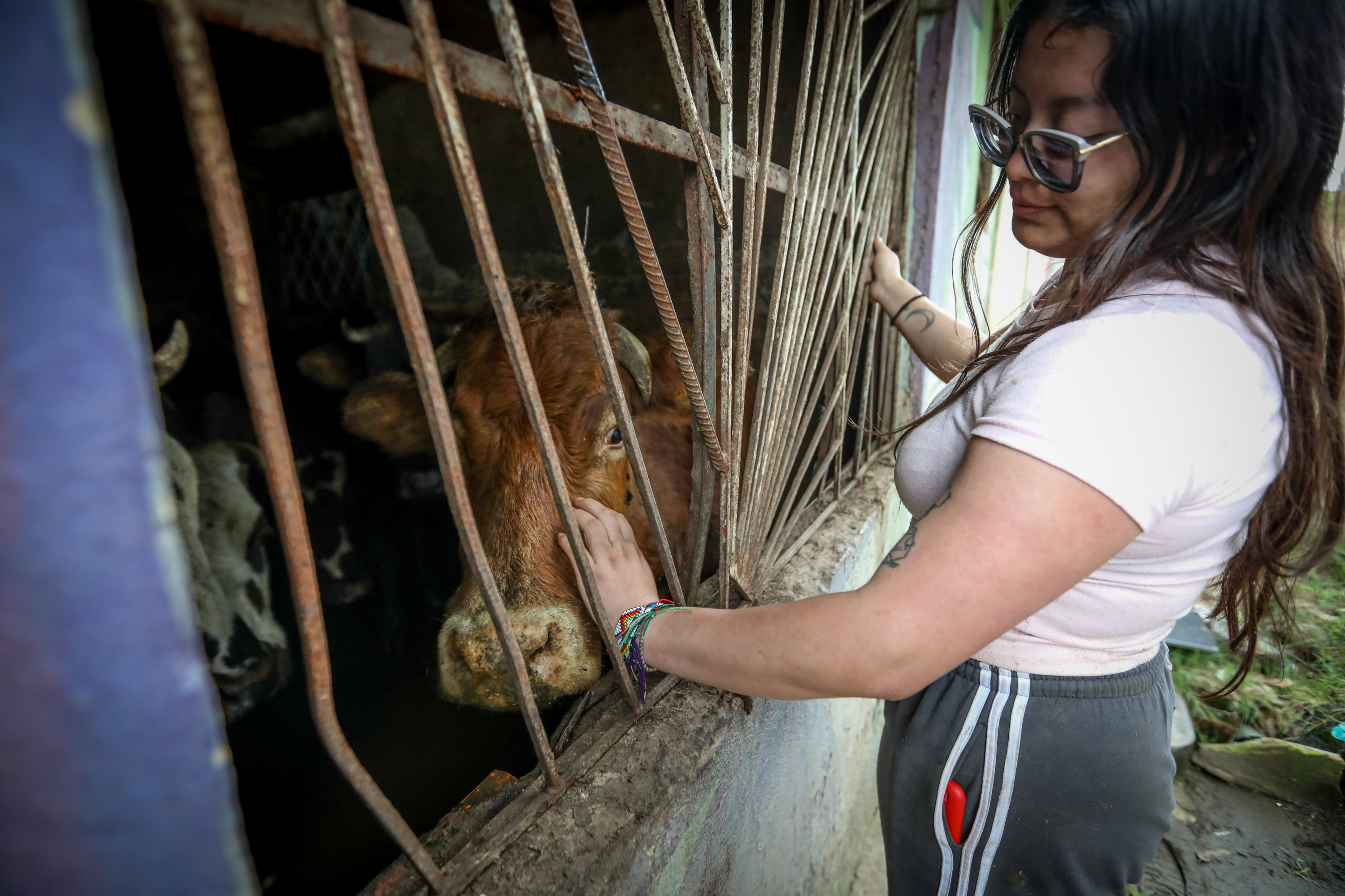 En el barrio San Rafael, ubicado en la localidad de San Cristóbal al sur de Bogotá, Domingo López, un oriundo de Cundinamarca, se trasladó a la ciudad hace más de 40 años. Durante este tiempo, él mismo construyó su hogar, donde actualmente reside junto a su peculiar familia: 29 bovinos de su propiedad. Para Domingo, estas vacas no son simplemente animales, sino parte integral de su vida.