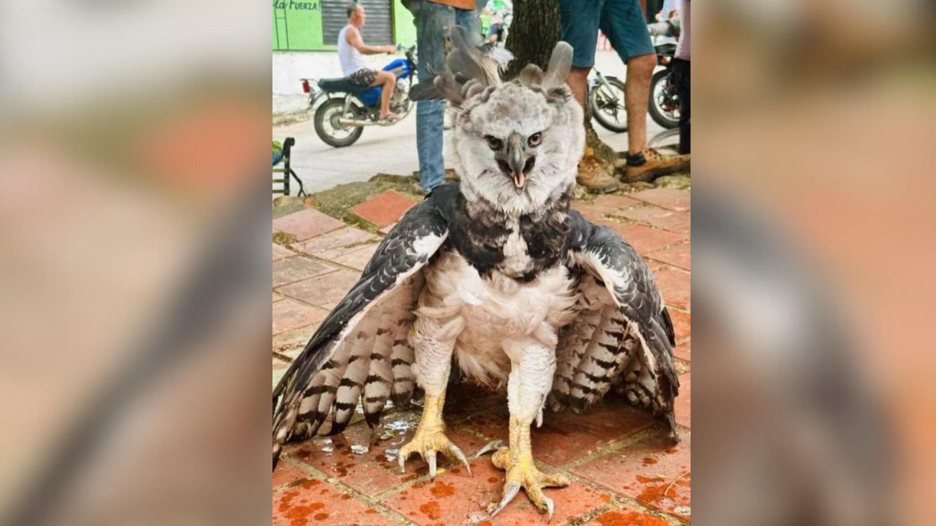 Águila Harpía