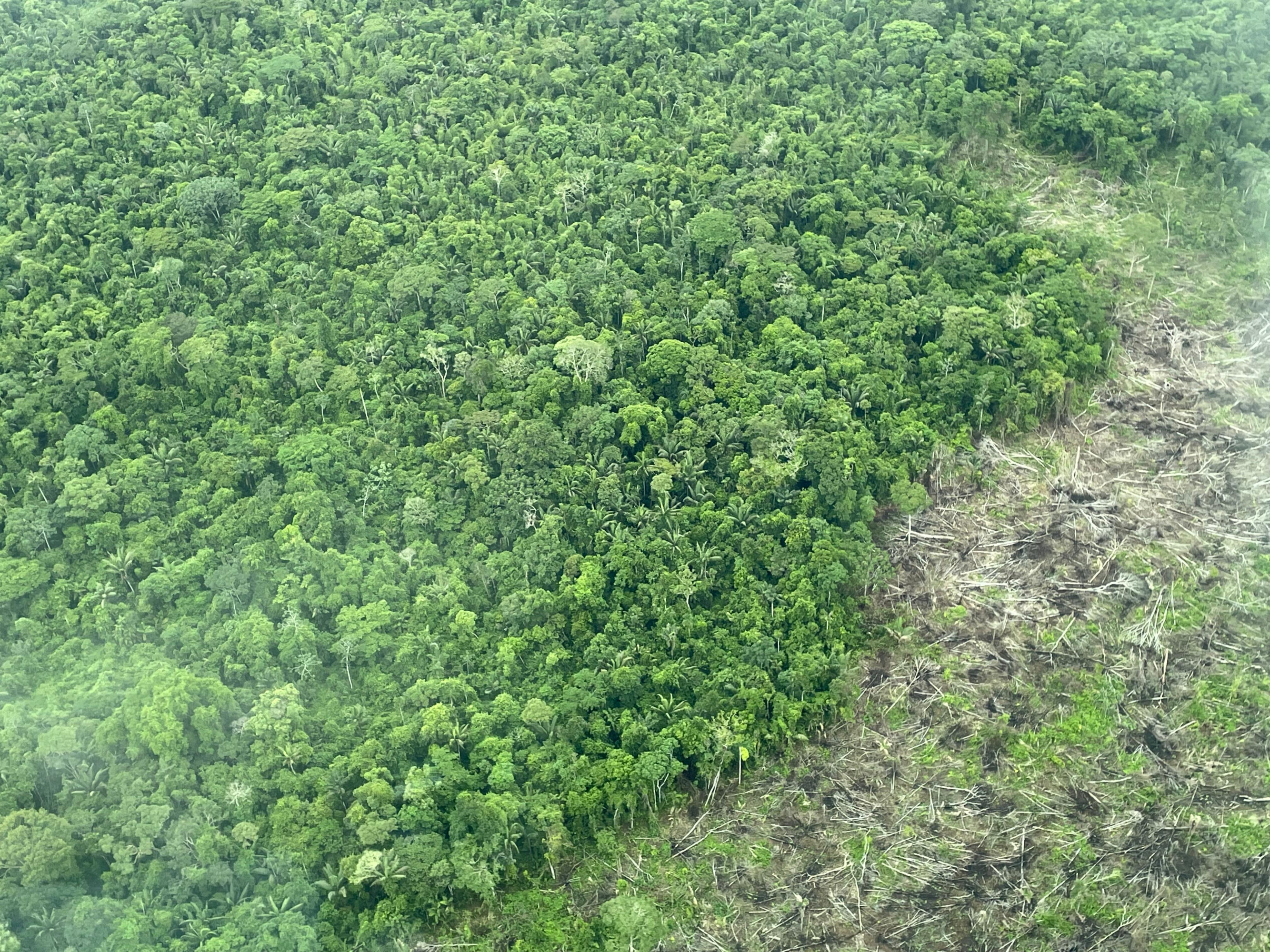 De a poco, la deforestación va destruyendo el bosque virgen de la Amazonia, sin que nada pueda frenarla.