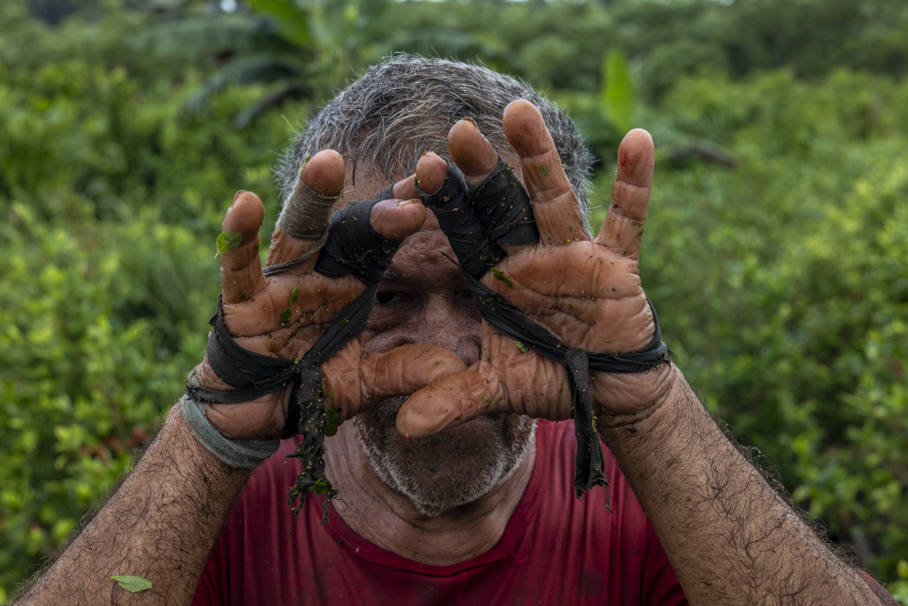 Un trabajador con los dedos envueltos en tela para protegerlos al cosechar hojas de coca en Caño Cabra, Colombia.