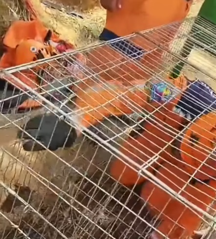 Con jaulas trampa esperan rescatar el perro.