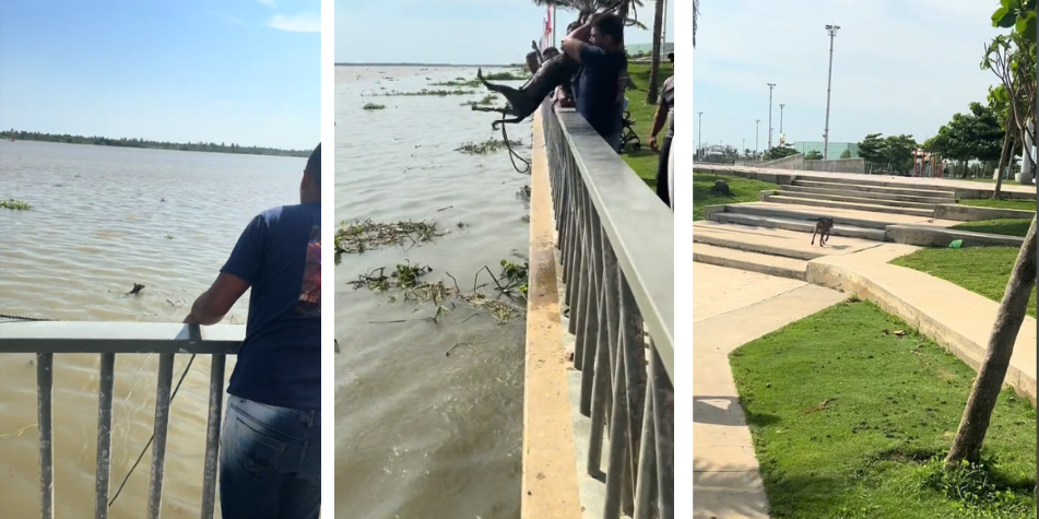 Rescatan a Perro en el Malecón.