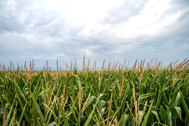 Cornfield