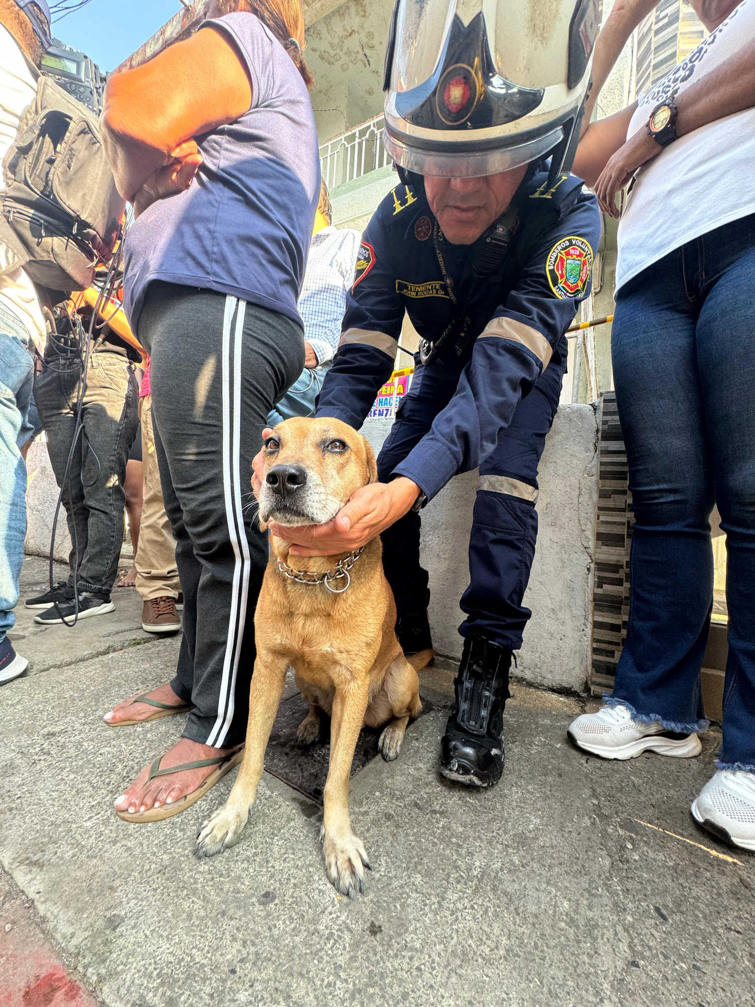 Mateo, el perrito que sobrevivió al incendio, como la niña, de 4 años.