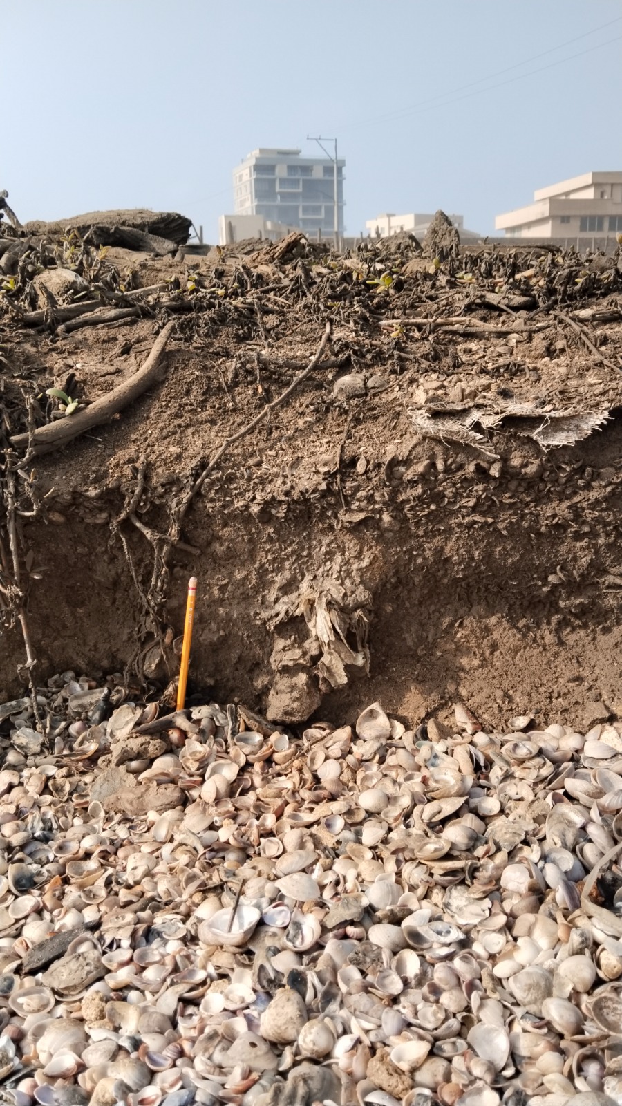 Conchas de Moluscos en el Sector de Punta Roca.