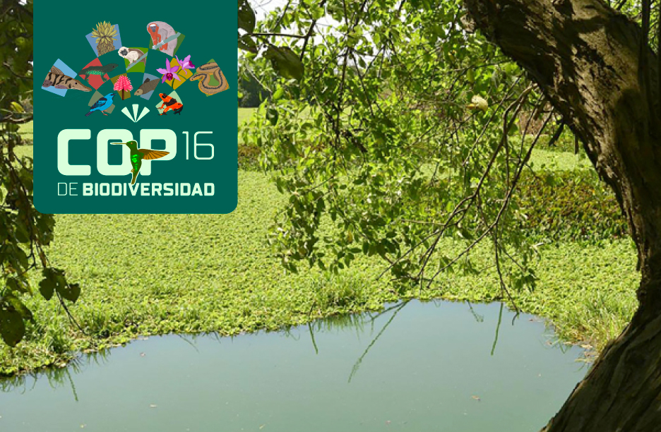 COP16: Why We Must Care For The Planet's Ecosystems