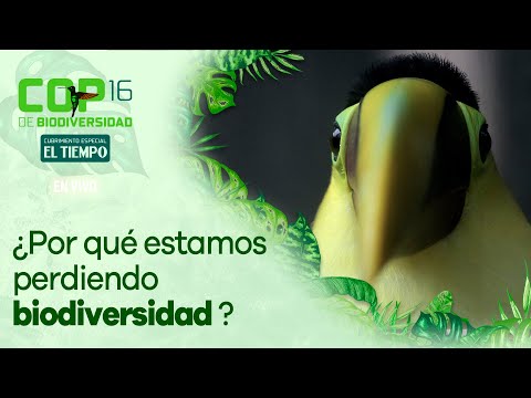 La COP 16 abordará la crisis de biodiversidad. Descubre los cinco motores directos que están llevando a la extinción de especies y cómo Colombia enfrenta esta problemática. #eltiempo #cop16 #cali #eltiempoenvivo #citytvenvivo
