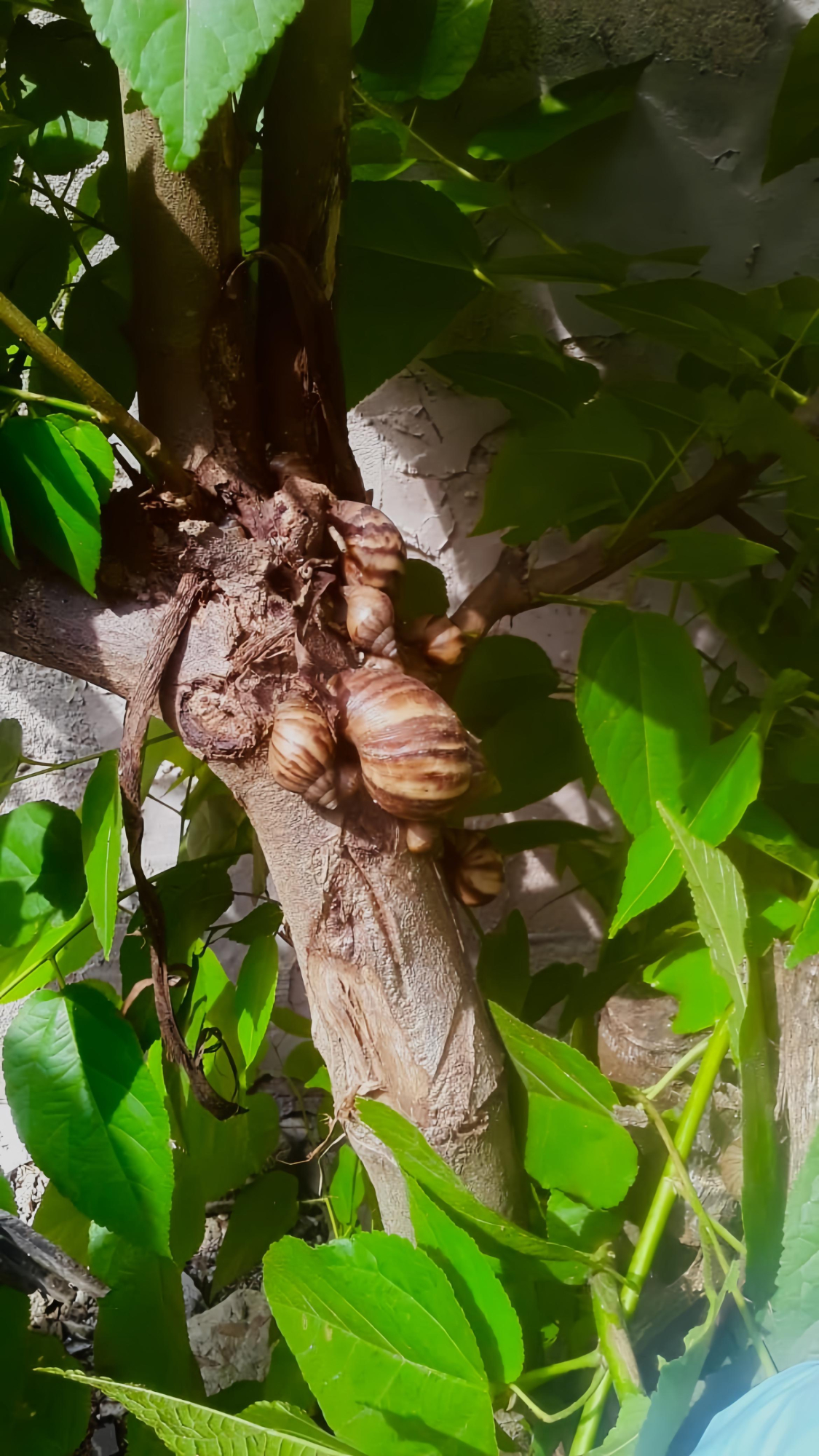 Los caracoles africanos contaminan aguas y alimentos que pueden llegar a afectar el sistema nervioso central de una persona.