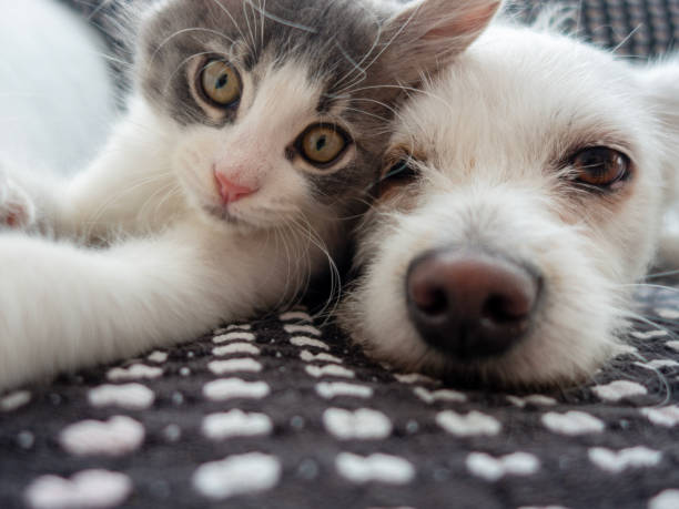 Perros y gatos
