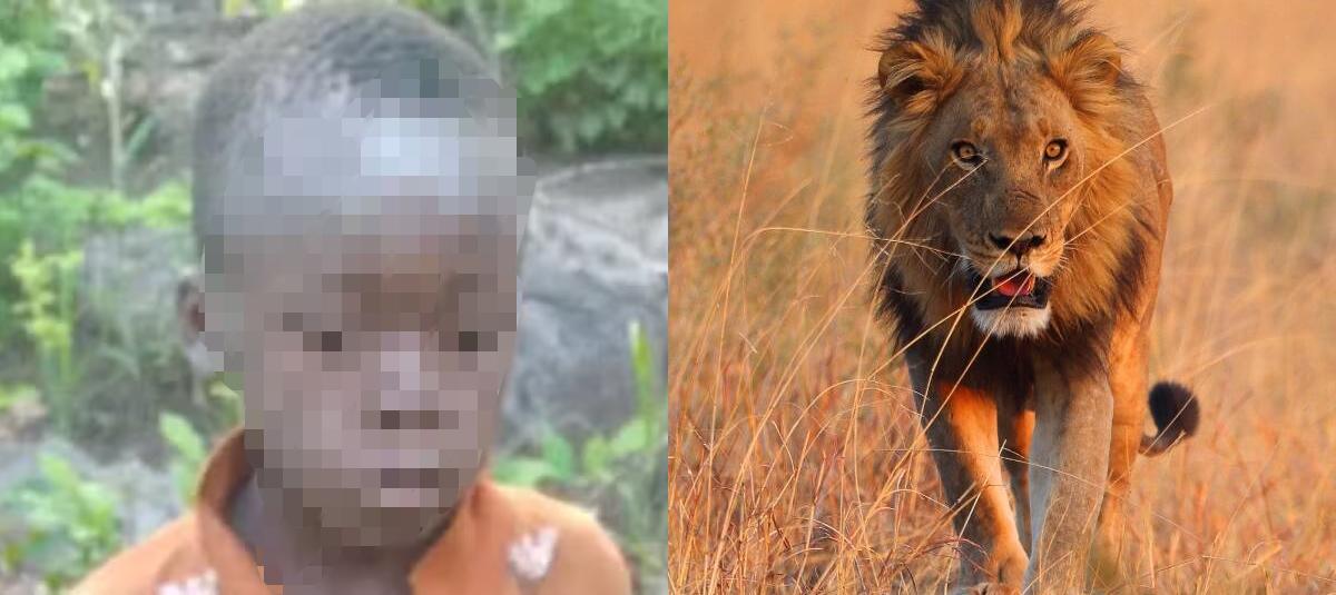 Niño Sobrevive en Parque Lleno de Leones