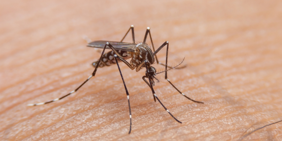 Ya se registraron los primeros casos de dengue en la ciudad