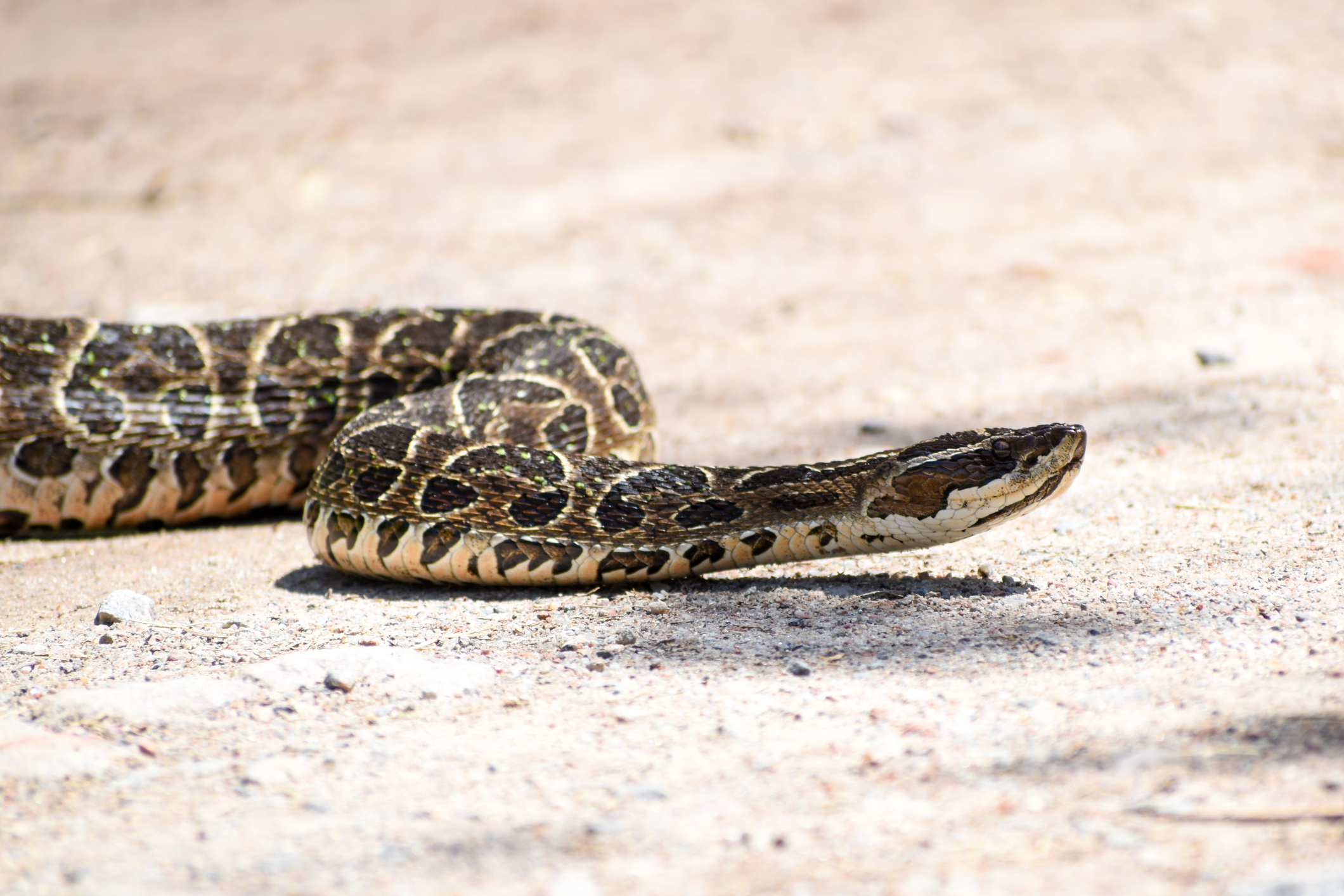 serpiente yarará