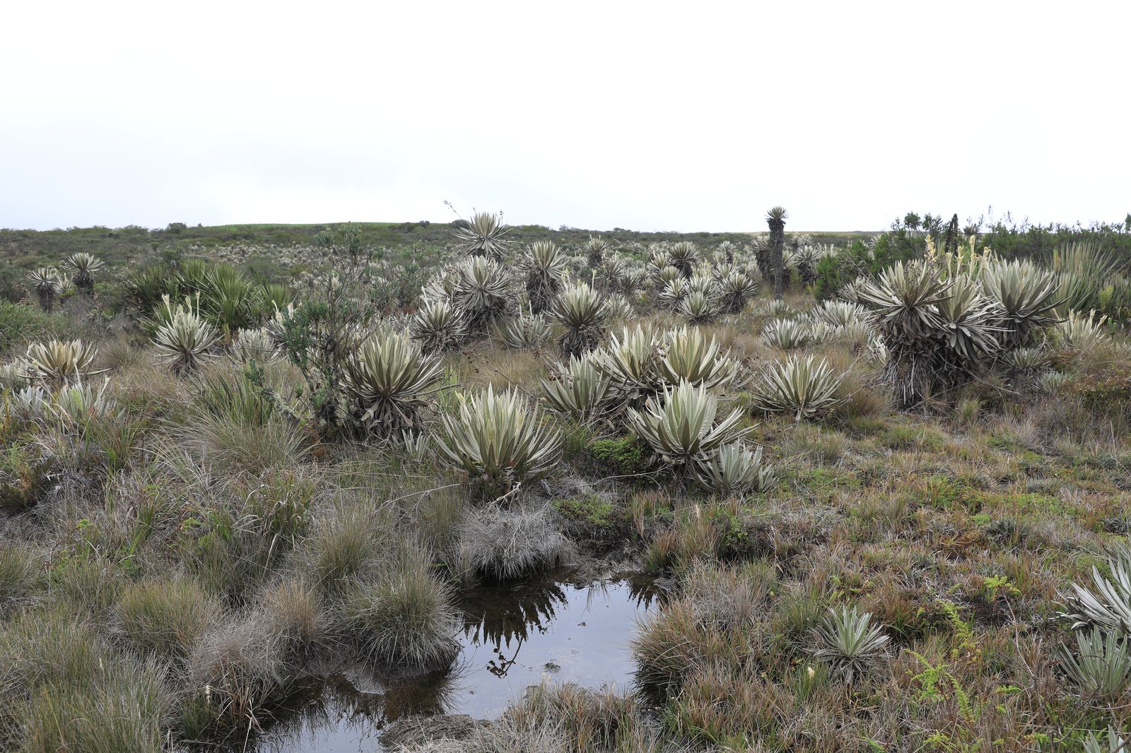 La CAR cuenta con seis complejos de páramo, entre los que se encuentran Cruz Verde-Sumapaz, Chingaza, Rabanal-Río Bogotá, Altiplano Cundiboyacense, Iguaque-Merchán y Guerrero