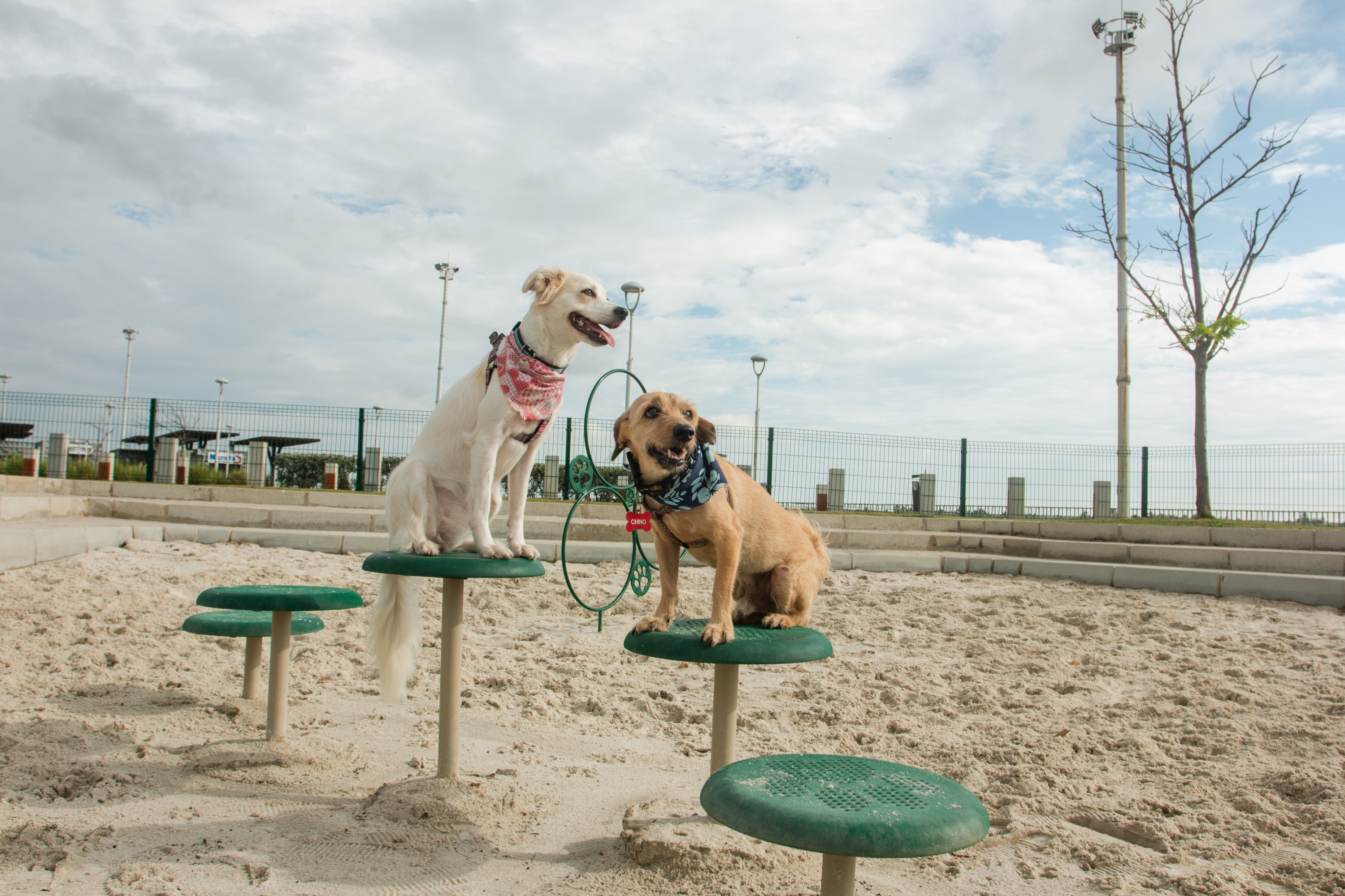 Espacio para perros en gran malecón