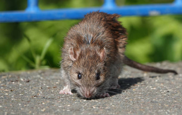 El Hantavirus es transmitido por ratones.