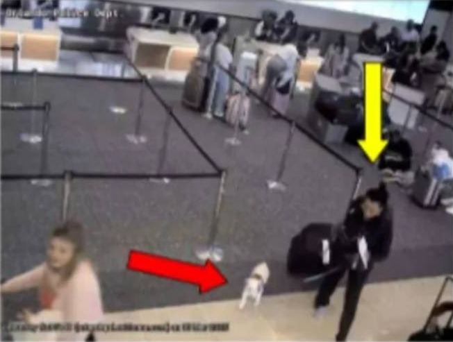 matan a un perro en el Aeropuerto de Orlando, Florida