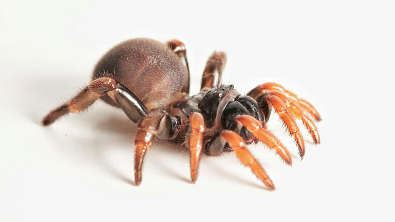 Araña embera