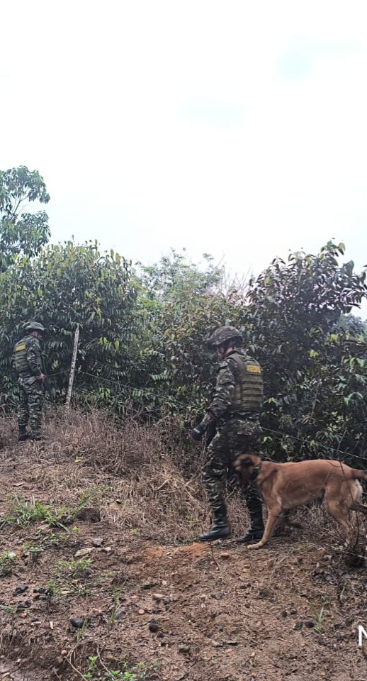 Uno de los perros que participó en la operación.