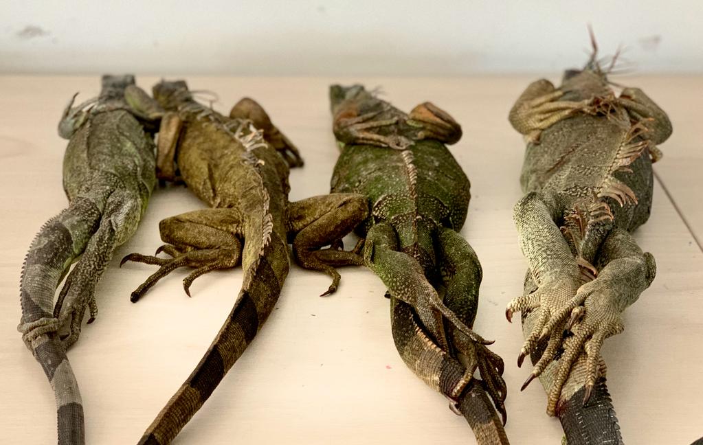 iguanas