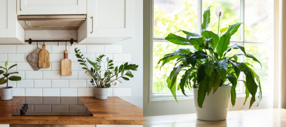 Plantas