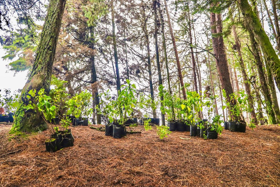 En El Día Internacional Del Árbol, Las Diferentes Entidas una carga Realizaron una Nueva Jornada de Restauración.