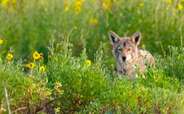 Coyote
