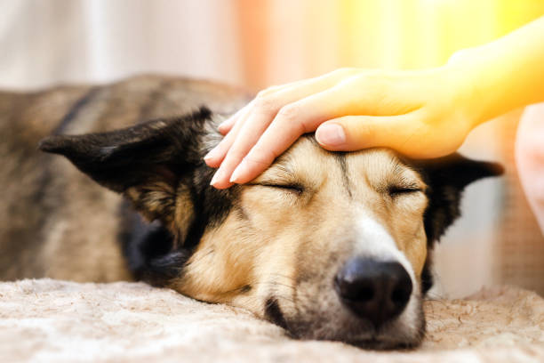 Viajar enquanto cuida de cães
