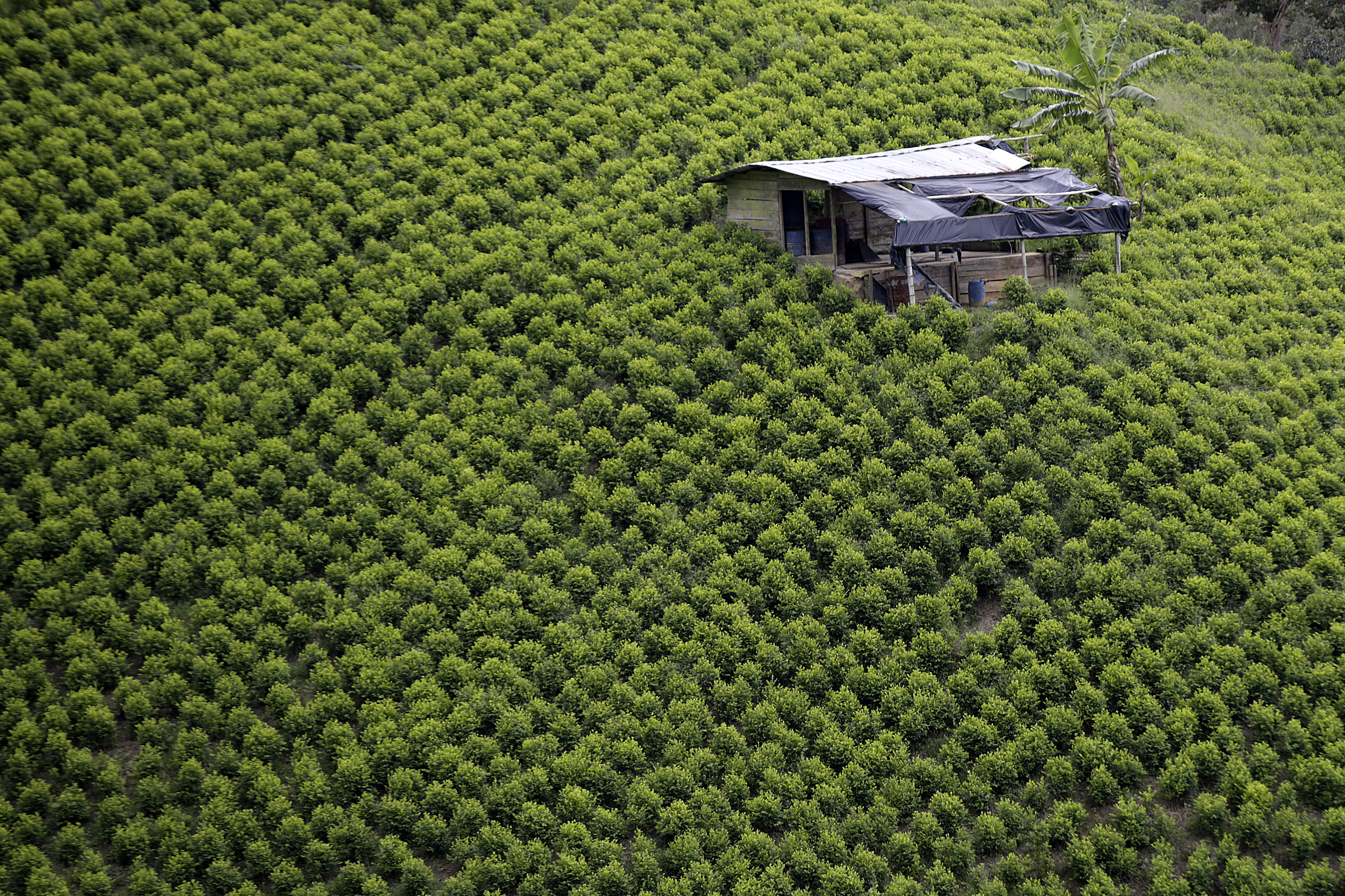 El Plateado, sur del Cauca