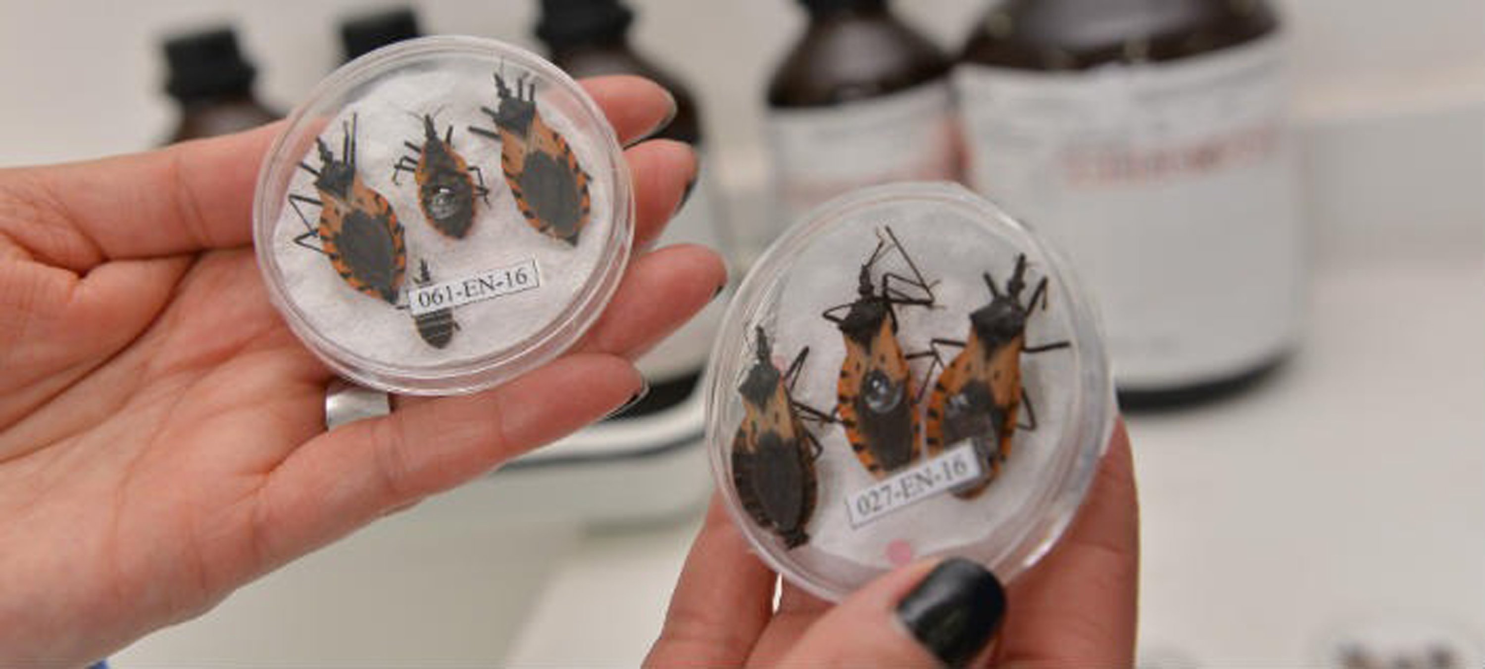 El Insecto Triatoma dimidiata, responsable de la transmisión del Mal de Chagas.
